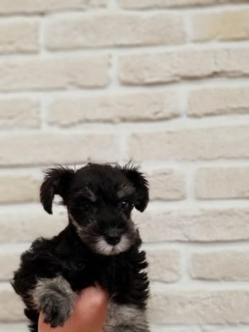 ミニチュアシュナウザー