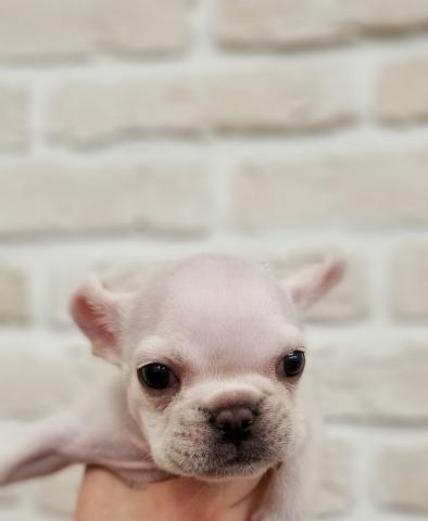 フレンチブルドッグ