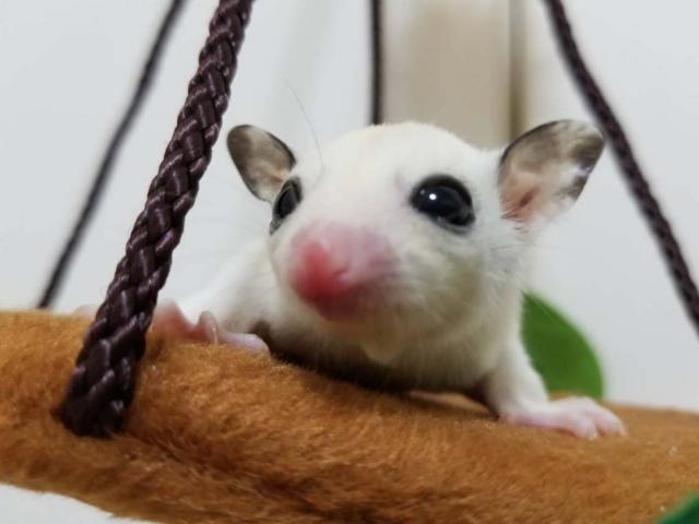 フクロモモンガ