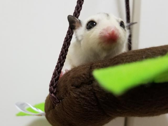 フクロモモンガ