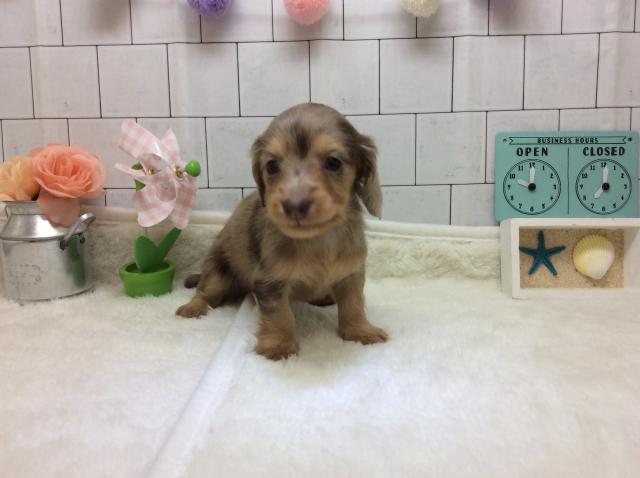 カニンヘンダックスフンド