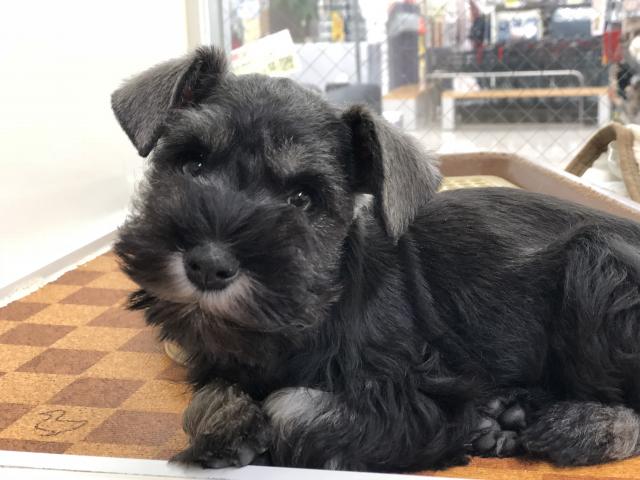 ミニチュアシュナウザー