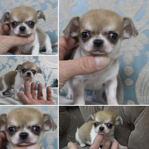 チワワ（スムースコート）