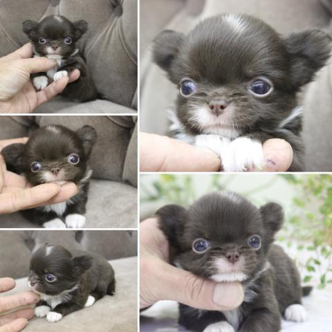 チワワ（ロングコート）