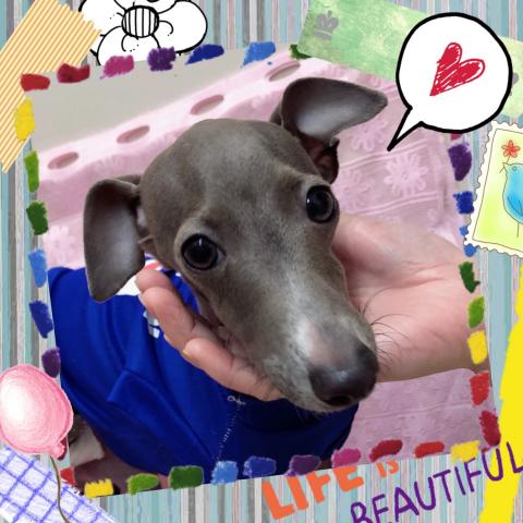 イタリアングレーハウンド