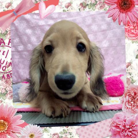 ミニチュアダックスフンド