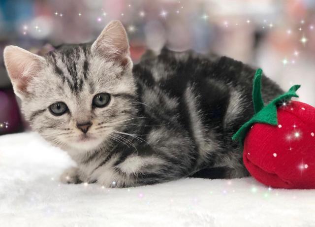 アメリカンショートヘアー