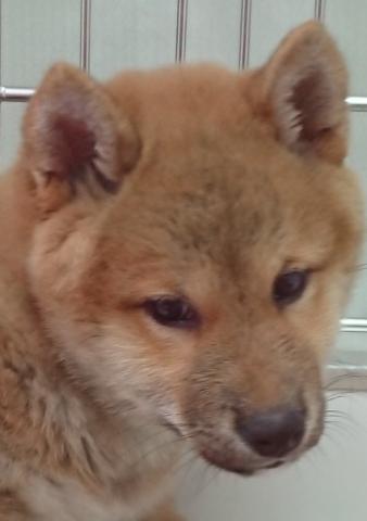 柴犬
