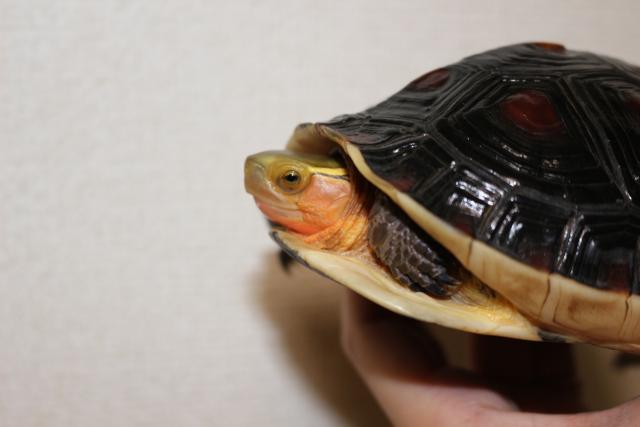 セレクト 中国セマルハコガメCB