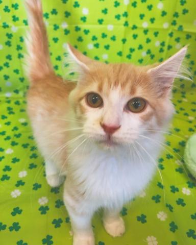 ノルウェージャンフォレストキャット