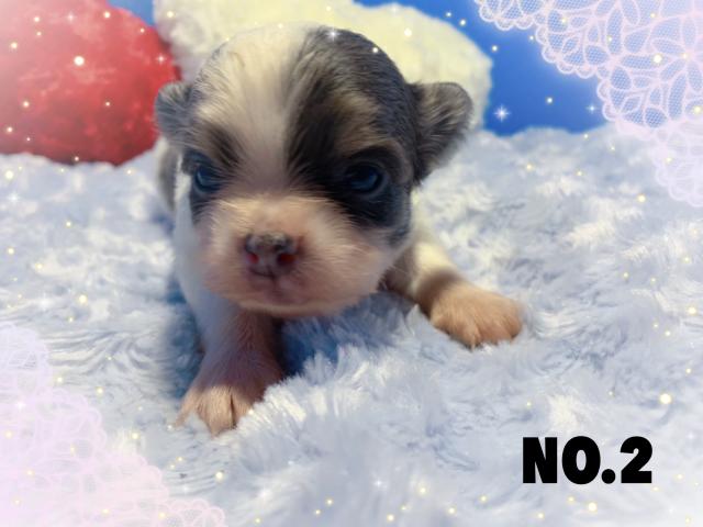 チワワ(ロングコート)