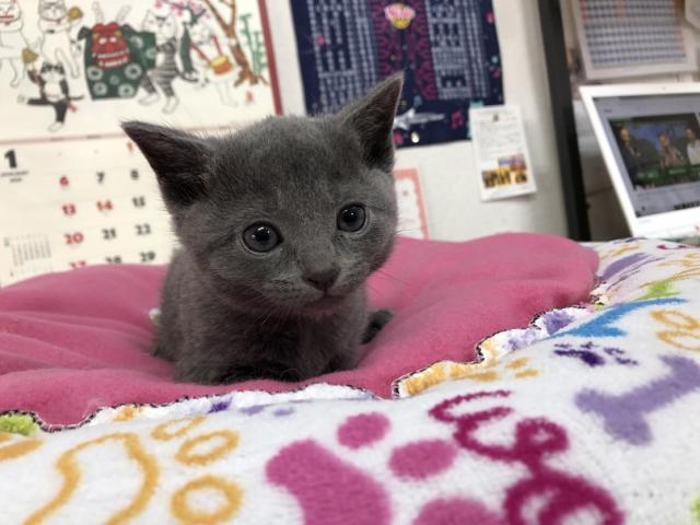 ロシアンブルー