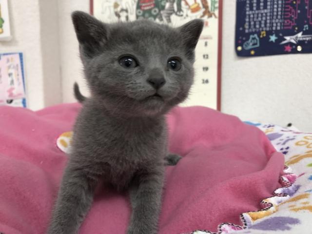 ロシアンブルー