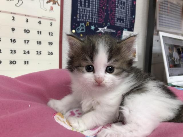 ノルウェージャンフォレストキャット