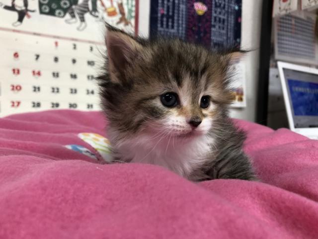 ノルウェージャンフォレストキャット