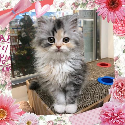 スコティッシュフォールド