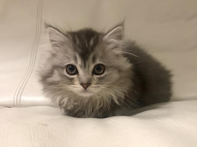 ミヌエット（旧ナポレオン）