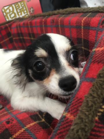 チワワ（ロングコート）