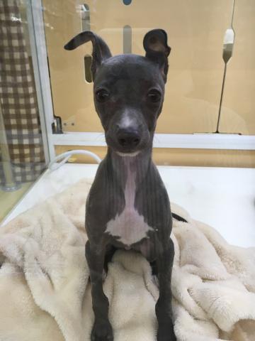 イタリアングレーハウンド