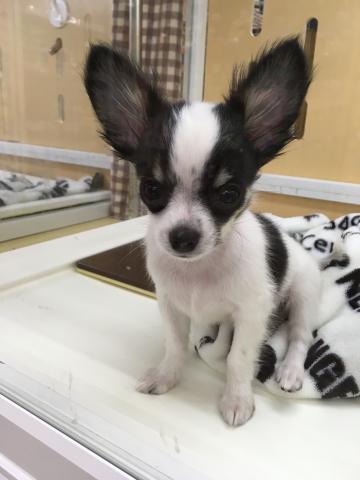 チワワ（ロングコート）