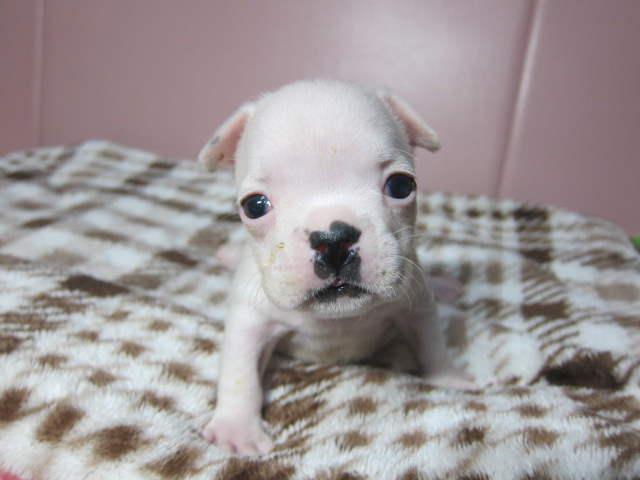 フレンチブルドッグ