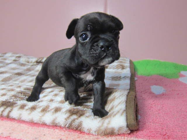 フレンチブルドッグ