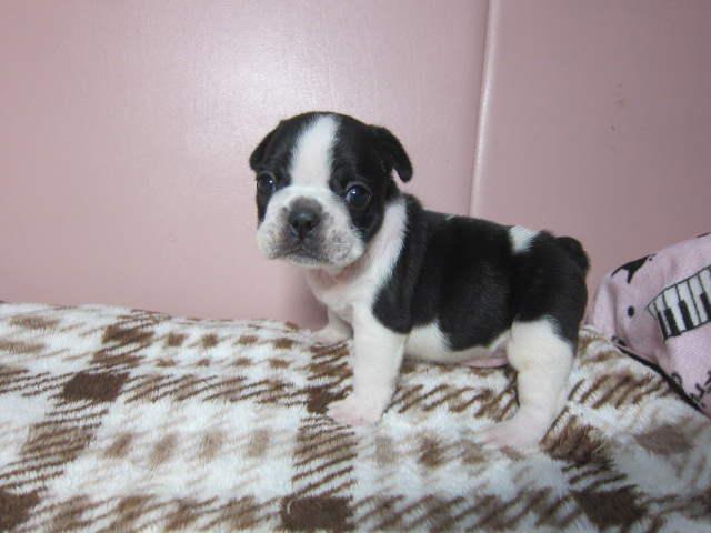 フレンチブルドッグ