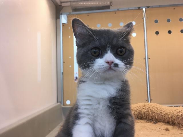 ブリティッシュショートヘア