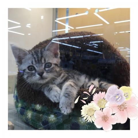 アメリカンショートヘアー