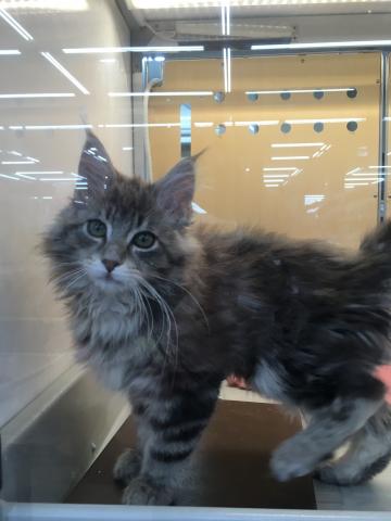 ノルウェージャンフォレストキャット