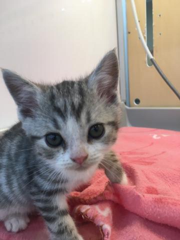 スコティッシュフォールド