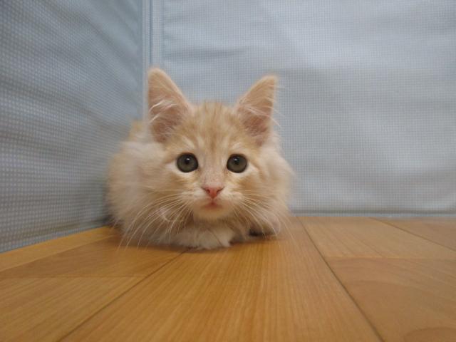 ノルウェージャンフォレストキャット