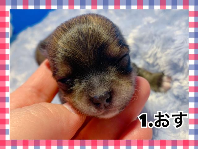 チワワ(ロングコート)