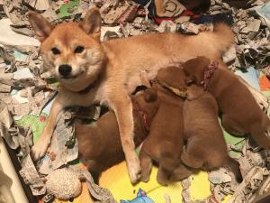 わんワンパーク