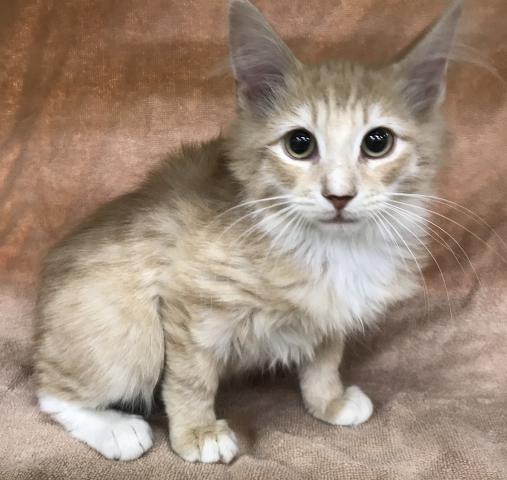 ノルウェージャンフォレストキャット❤️今週の特価‼️なんと160,000円‼️チャンスです❤️
