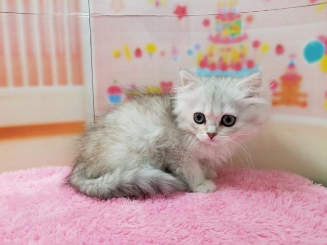 ペルシャ・ヒマラヤン