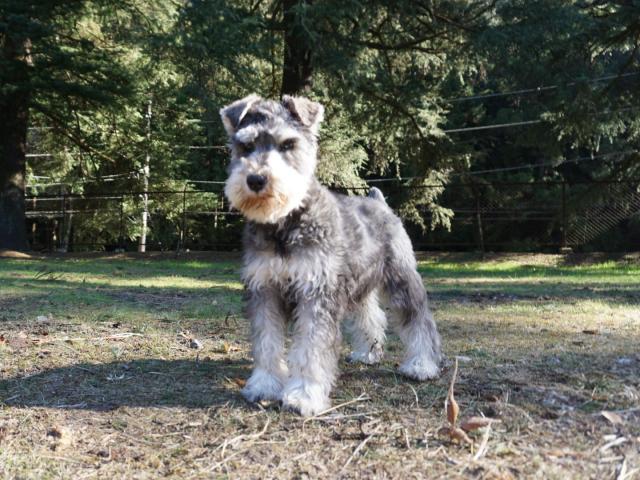 ミニチュアシュナウザー