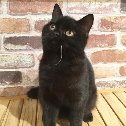 エキゾチックショートヘアー