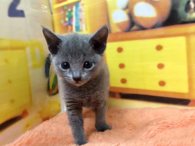 ロシアンブルー