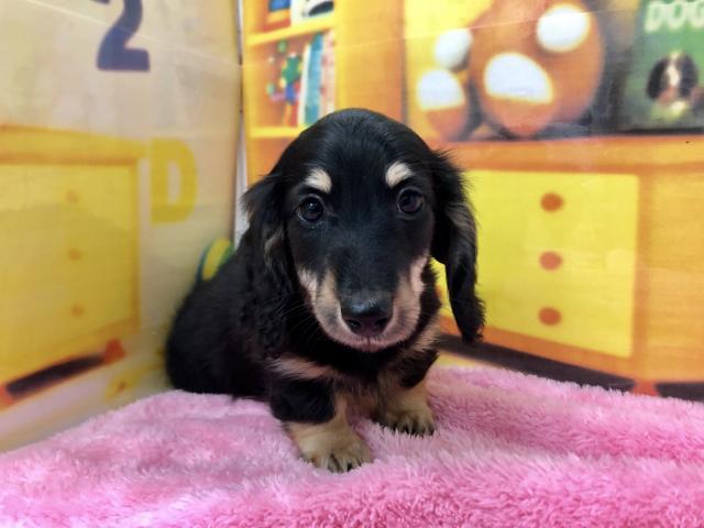 ミニチュアダックスフンド