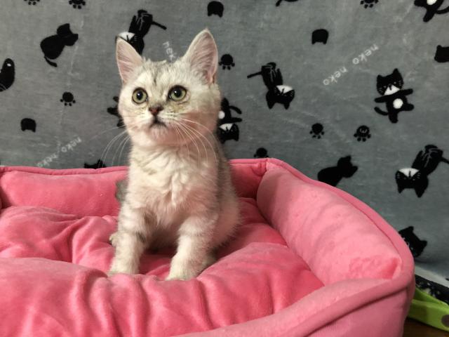 ミヌエット（旧ナポレオン）