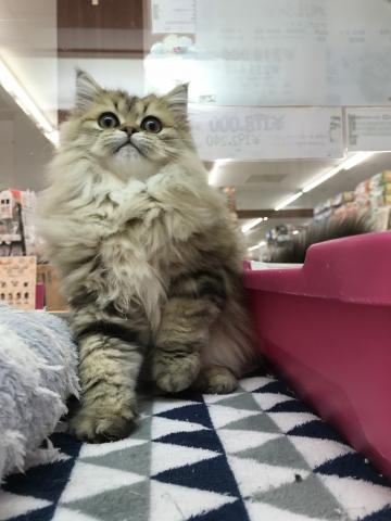 ペルシャ・ヒマラヤン