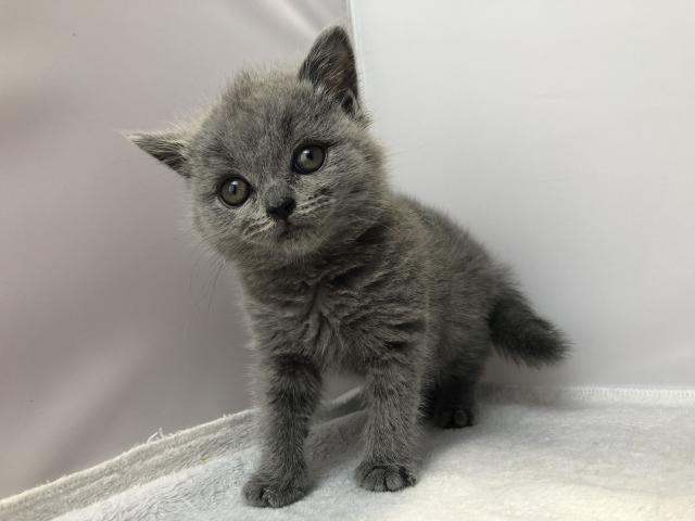 ブリティッシュショートヘア