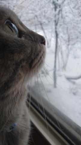 空から降り積もるたくさんの雪・・弦之介パパはみつめています