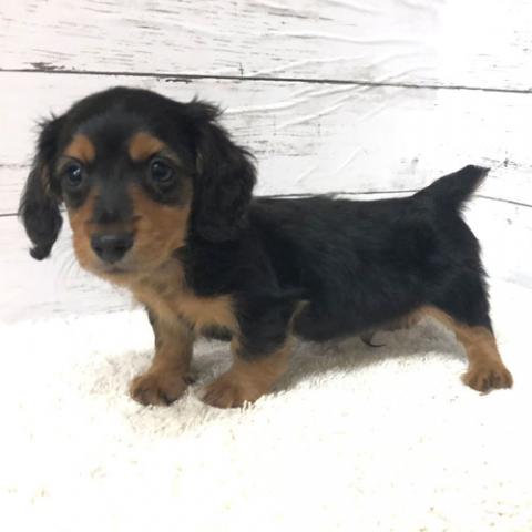 カニンヘンダックスフンド