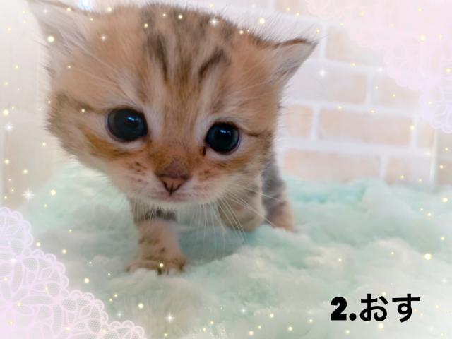 ミヌエット（旧ナポレオン）