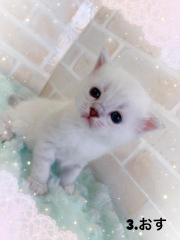 ミヌエット（旧ナポレオン）