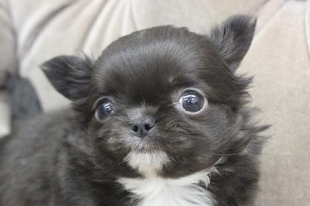 チワワ（ロングコート）