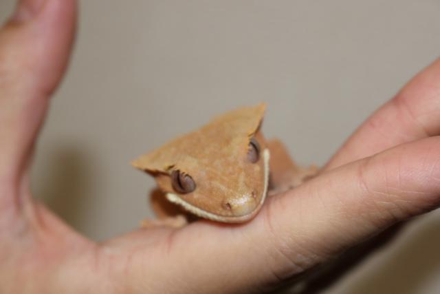 クレステッドゲッコー・ストライプ