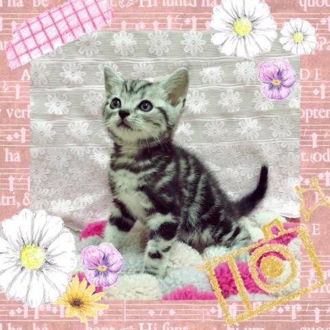 アメリカンショートヘアー